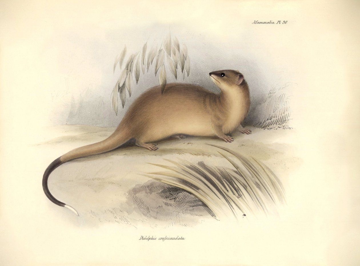 Zoología: El "Didelphis crassicaudata" de la familia de las zarigüeyas descrito por Charles Darwin durante su viaje de exploración a bordo del Beagle. Lámina de "The Zoology of the voyage of H.M.S. Beagle under the command of Captain Fitzroy during the yea de Unbekannter Künstler