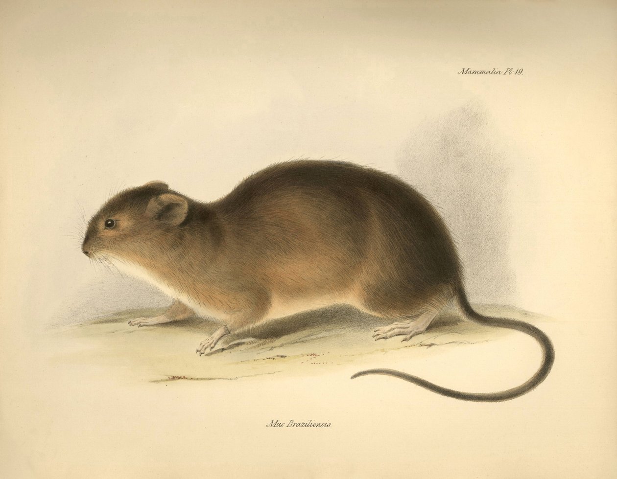 Zoología: El "Mus braziliensis" o ratón de Brasil descrito por Charles Darwin durante su viaje de exploración a bordo del Beagle. Lámina de "The Zoology of the voyage of H.M.S. Beagle under the command of Captain Fitzroy during the years 1832 to 1836 edi de Unbekannter Künstler