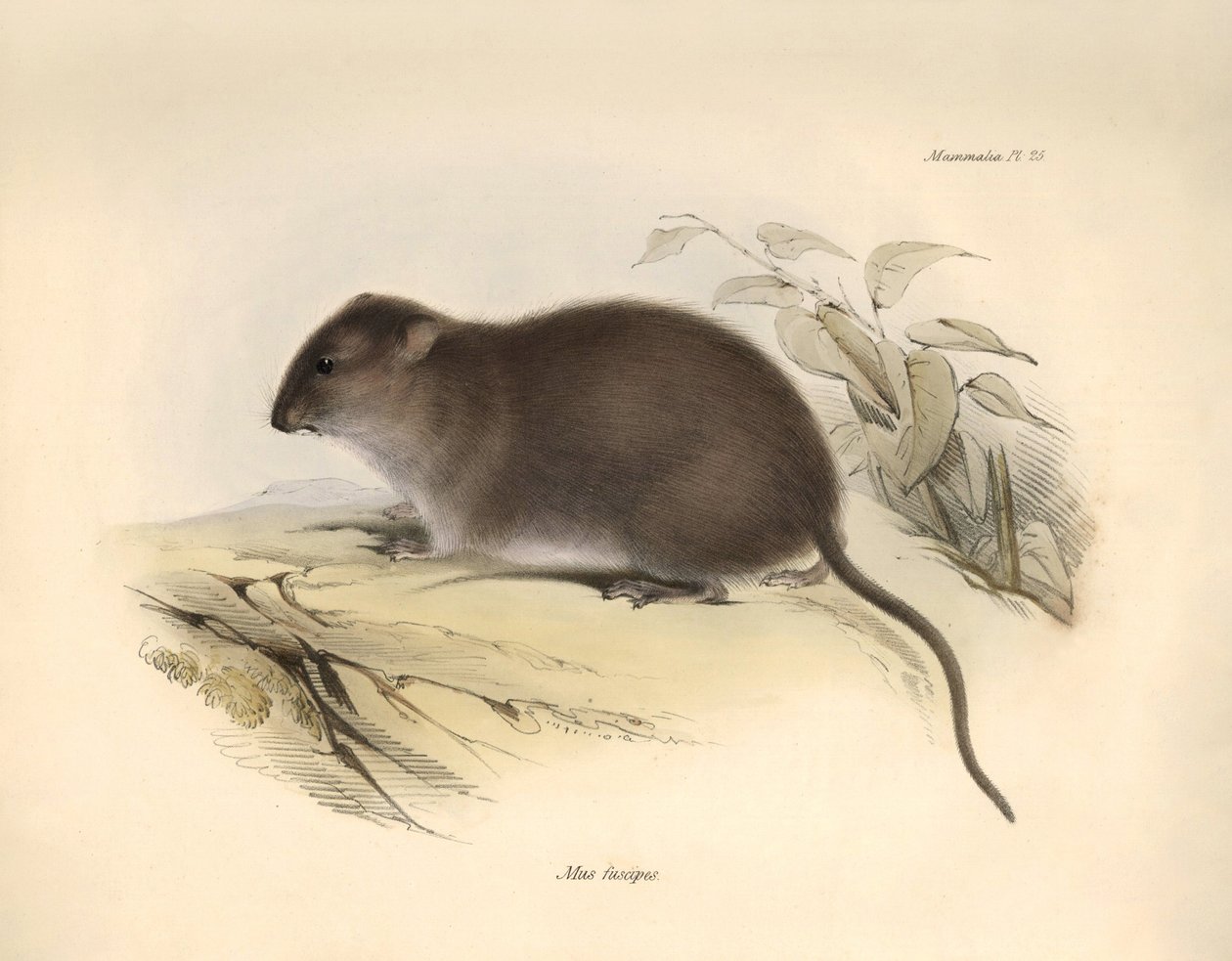 Zoología: El "Mus fuscipes" o roedor de la costa australiana descrito por Charles Darwin durante su viaje de exploración a bordo del Beagle. Lámina de "The Zoology of the voyage of H.M.S. Beagle under the command of Captain Fitzroy during the years 1832 to de Unbekannter Künstler