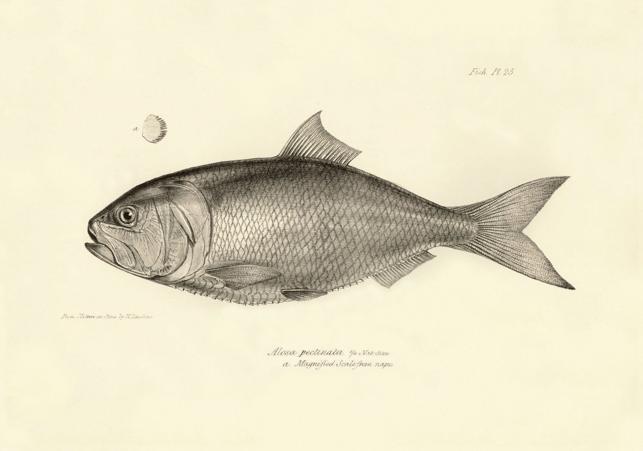 Zoología: representación del pez "Alosa pectinata" descrito por Charles Darwin durante su viaje a bordo del Beagle. Lámina de "The zoology of the voyage of H.M.S. Beagle under the command of Captaain Fitzroy during the years 1832-1836". de Unbekannter Künstler