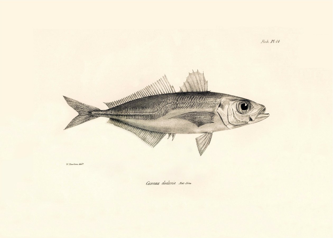Zoología: representación del pez "Caranx declivis" descrito por Charles Darwin durante su viaje a bordo del Beagle. Lámina de "The zoology of the voyage of H.M.S. Beagle under the command of Captaain Fitzroy during the years 1832-1836". de Unbekannter Künstler