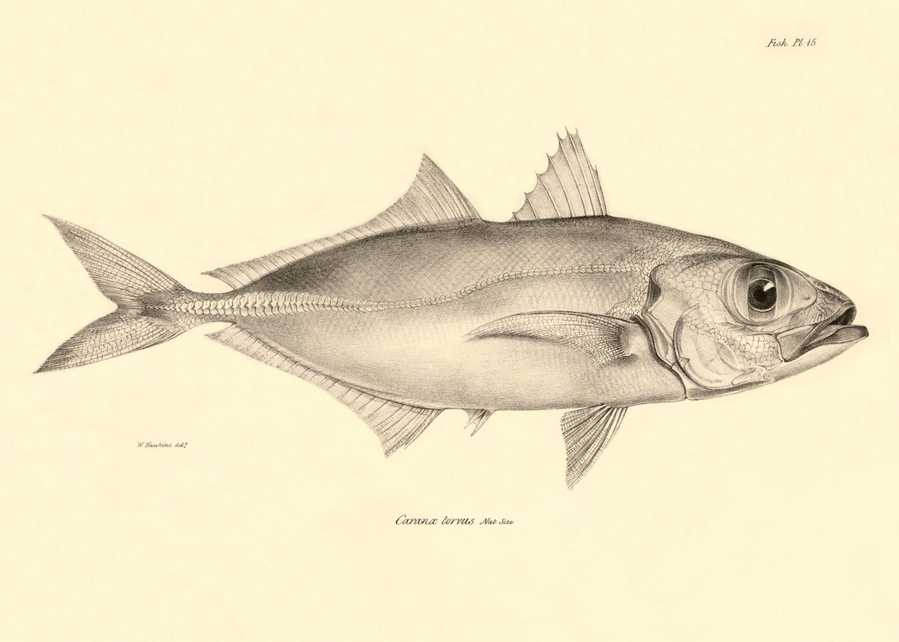 Zoología: representación del pez "Caranx torvus" descrito por Charles Darwin durante su viaje a bordo del Beagle. Lámina de "The zoology of the voyage of H.M.S. Beagle under the command of Captaain Fitzroy during the years 1832-1836". de Unbekannter Künstler