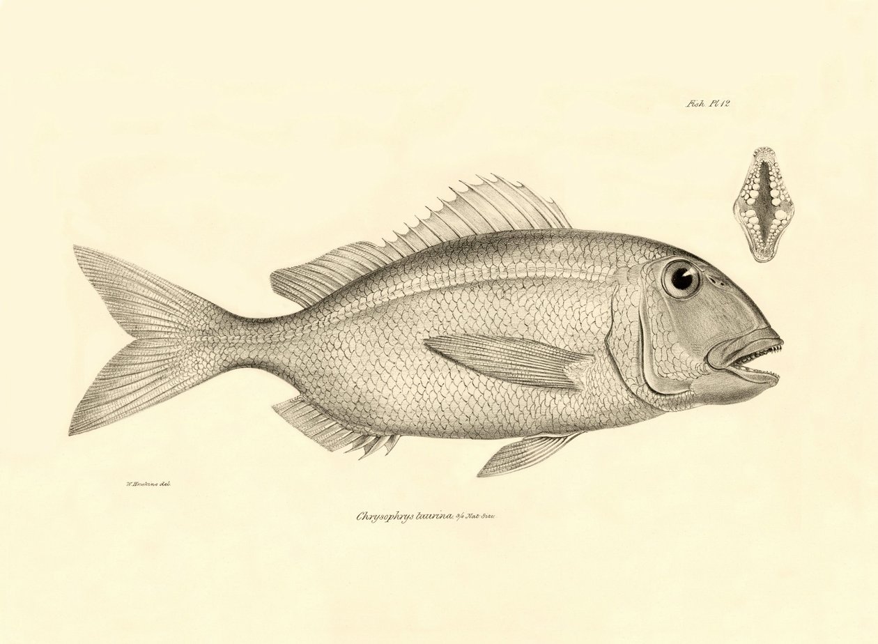 Zoología: representación del pez "Chrysophrys taurina" descrito por Charles Darwin en su viaje a bordo del Beagle. Lámina de "The zoology of the voyage of H.M.S. Beagle under the command of Captaain Fitzroy during the years 1832-1836". de Unbekannter Künstler