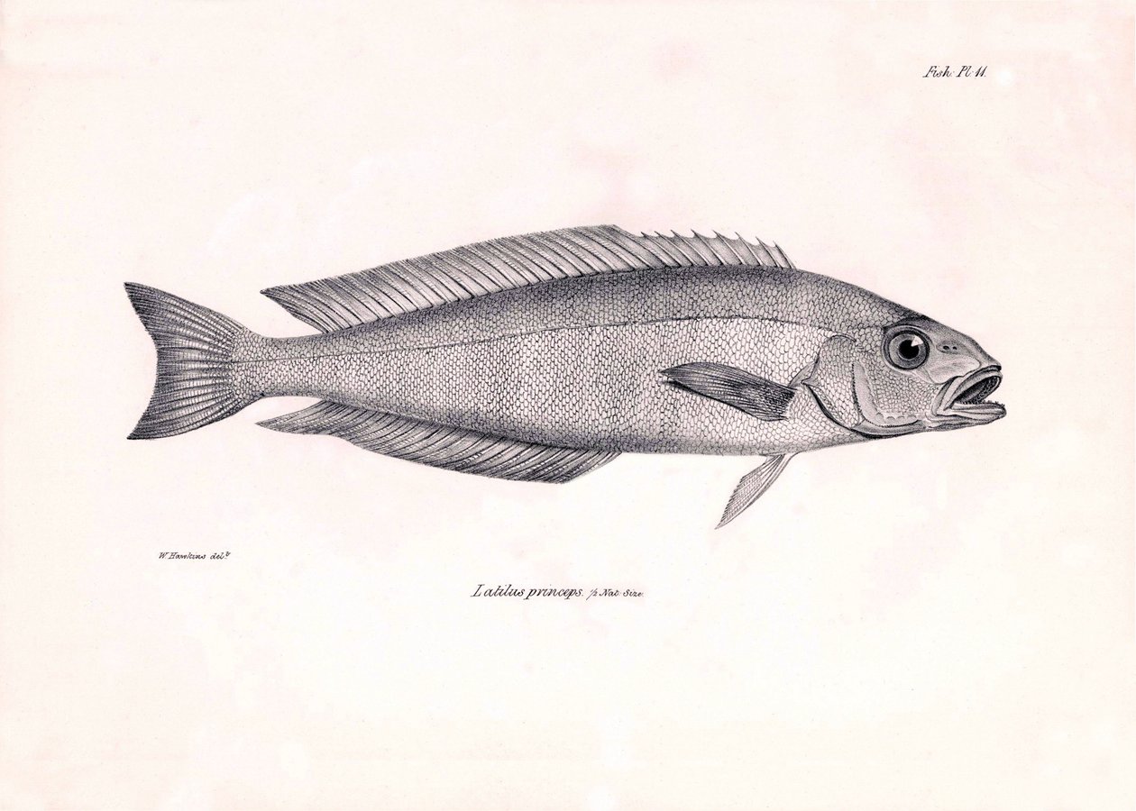 Zoología: representación del pez "Latilus princeps" descrito por Charles Darwin durante su viaje a bordo del Beagle. Lámina de "The zoology of the voyage of H.M.S. Beagle under the command of Captaain Fitzroy during the years 1832-1836". de Unbekannter Künstler
