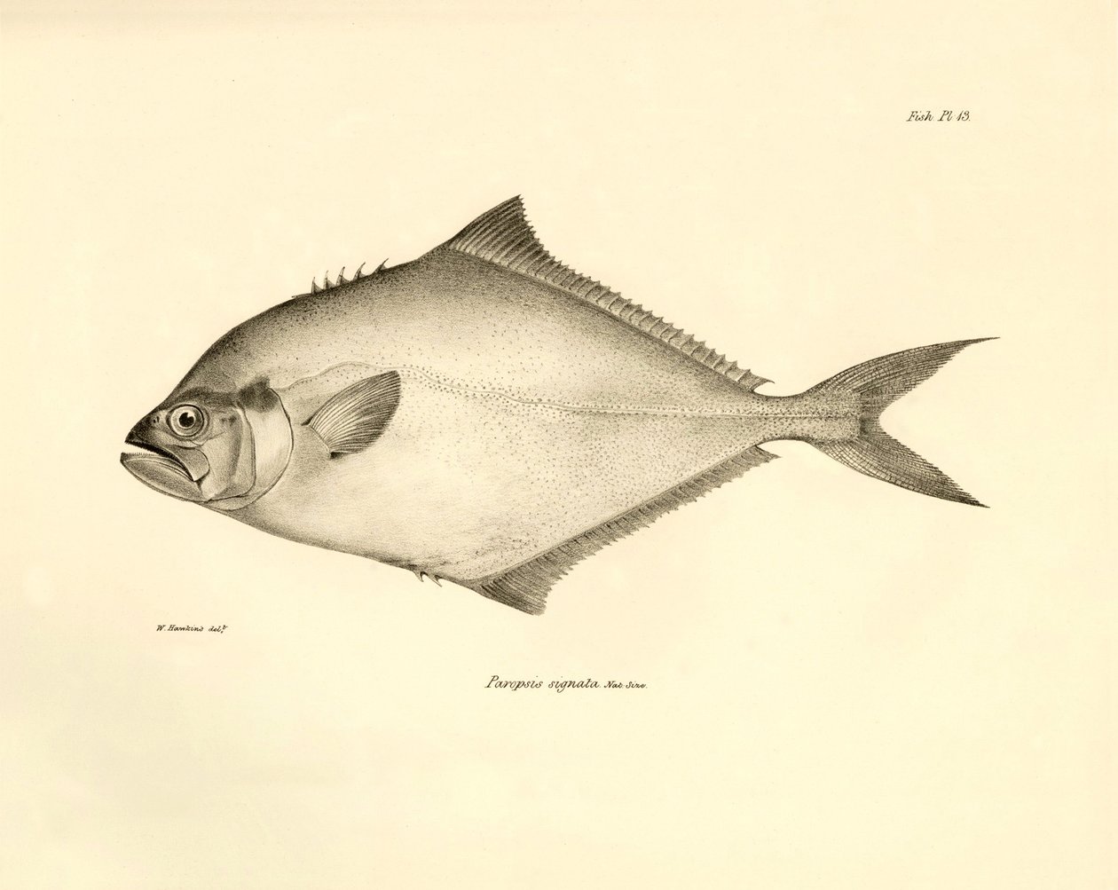 Zoología: representación del pez "Paropsis signata" descrito por Charles Darwin durante su viaje a bordo del Beagle. Lámina de "The zoology of the voyage of H.M.S. Beagle under the command of Captaain Fitzroy during the years 1832-1836". de Unbekannter Künstler