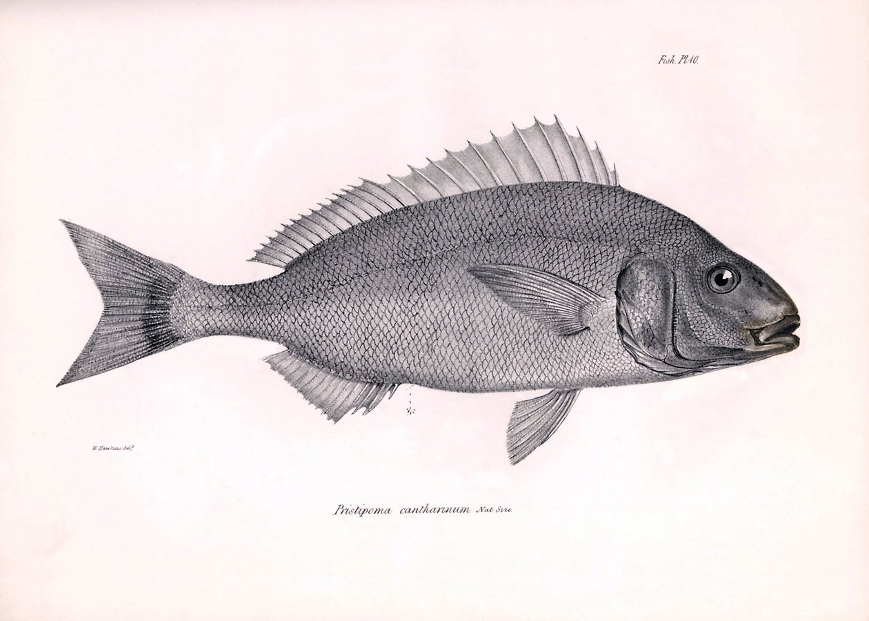 Zoología: representación del pez "Pristipoma cantharinum" descrito por Charles Darwin durante su viaje a bordo del Beagle. Lámina de "The zoology of the voyage of H.M.S. Beagle under the command of Captaain Fitzroy during the years 1832-1836". de Unbekannter Künstler