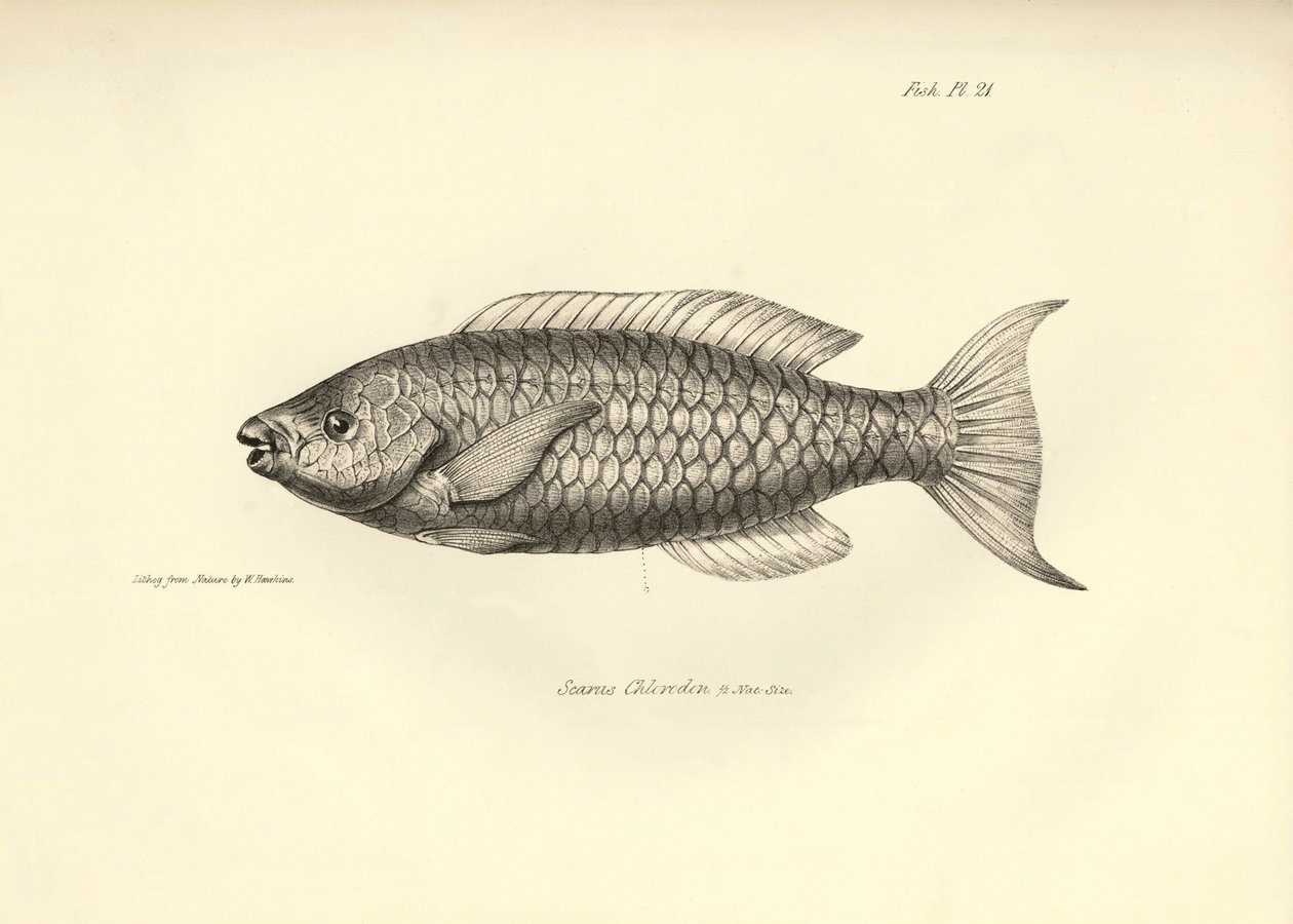 Zoología: representación del pez "Scarus Chlorodon" descrito por Charles Darwin durante su viaje a bordo del Beagle. Lámina de "The zoology of the voyage of H.M.S. Beagle under the command of Captaain Fitzroy during the years 1832-1836". de Unbekannter Künstler