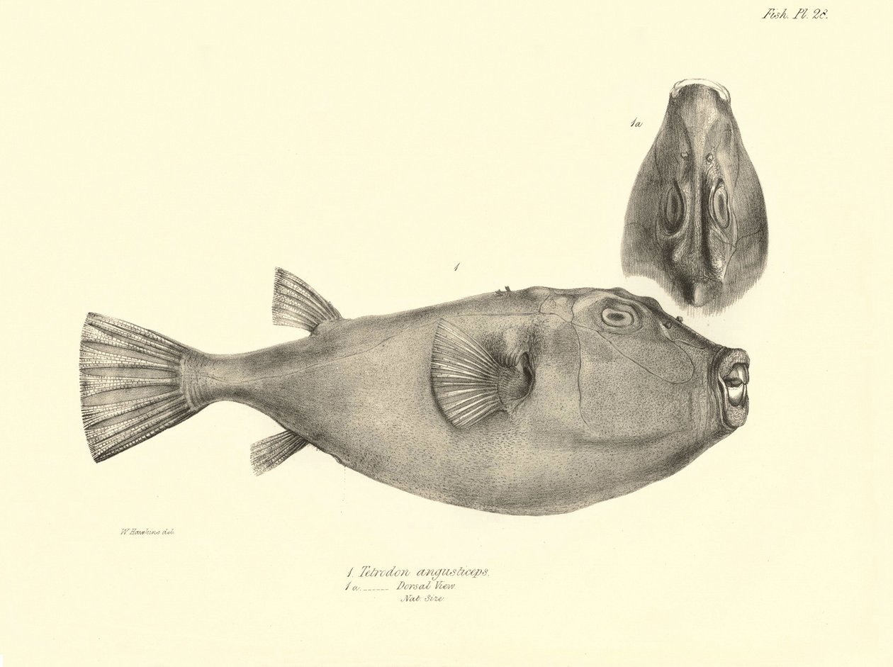 Zoología: representación del pez "Tetrodon (Tetraodon) angusticeps" descrito por Charles Darwin durante su viaje a bordo del Beagle. Lámina de "The zoology of the voyage of H.M.S. Beagle under the command of Captaain Fitzroy during the years 1832-18". de Unbekannter Künstler