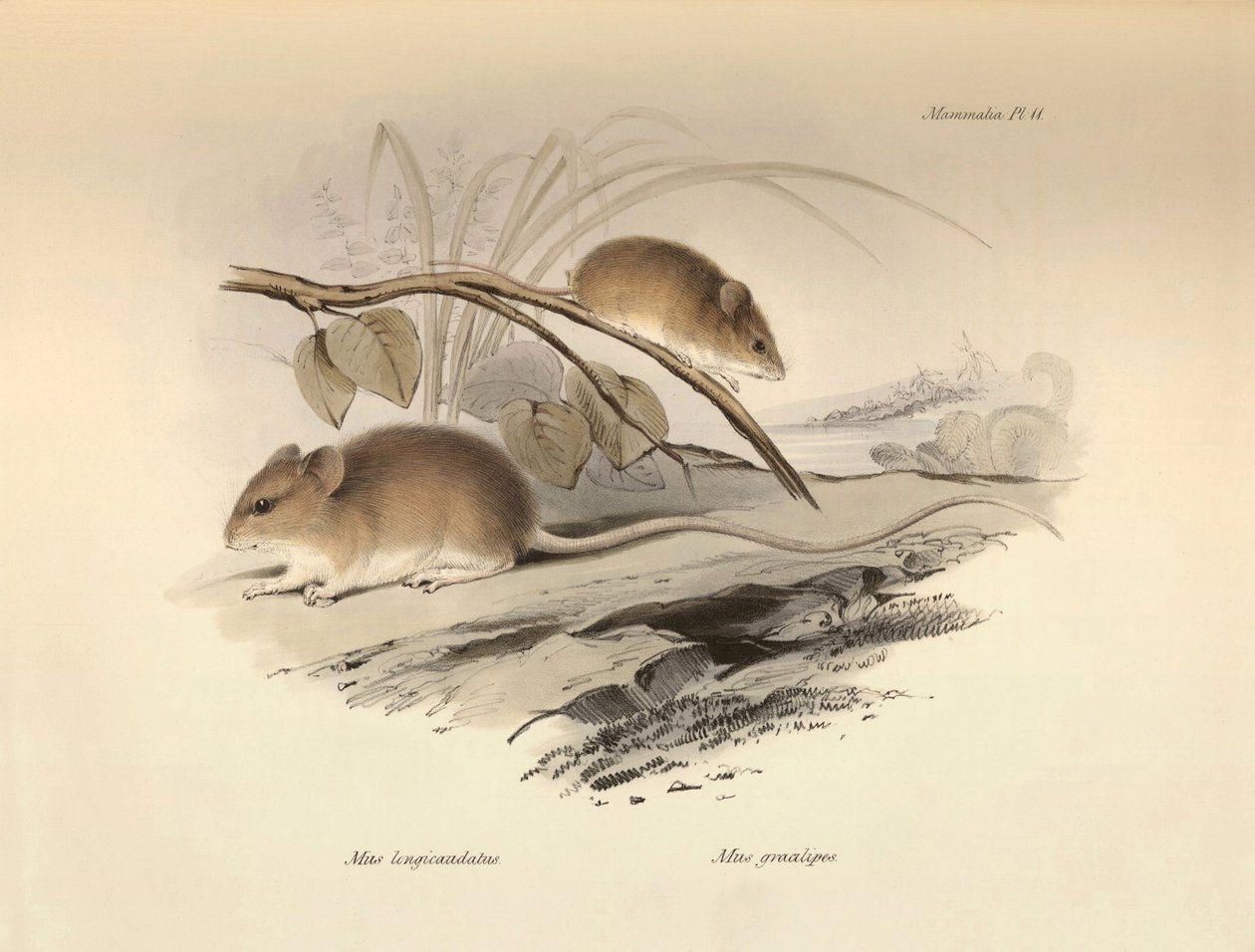 Zoología: el "Mus longicaudatus" y el "Mus gracilipes" (ratón) descritos por Charles Darwin durante su viaje de exploración a bordo del Beagle. Lámina de "The Zoology of the voyage of H.M.S. Beagle under the command of Captain Fitzroy during the years 1832 de Unbekannter Künstler