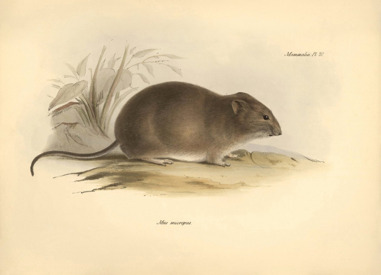 Zoología: el "Mus micropus" o ratón de orejas grandes descrito por Charles Darwin durante su viaje de exploración a bordo del Beagle. Lámina de "The Zoology of the voyage of H.M.S. Beagle under the command of Captain Fitzroy during the years 1832 to 1836 e de Unbekannter Künstler