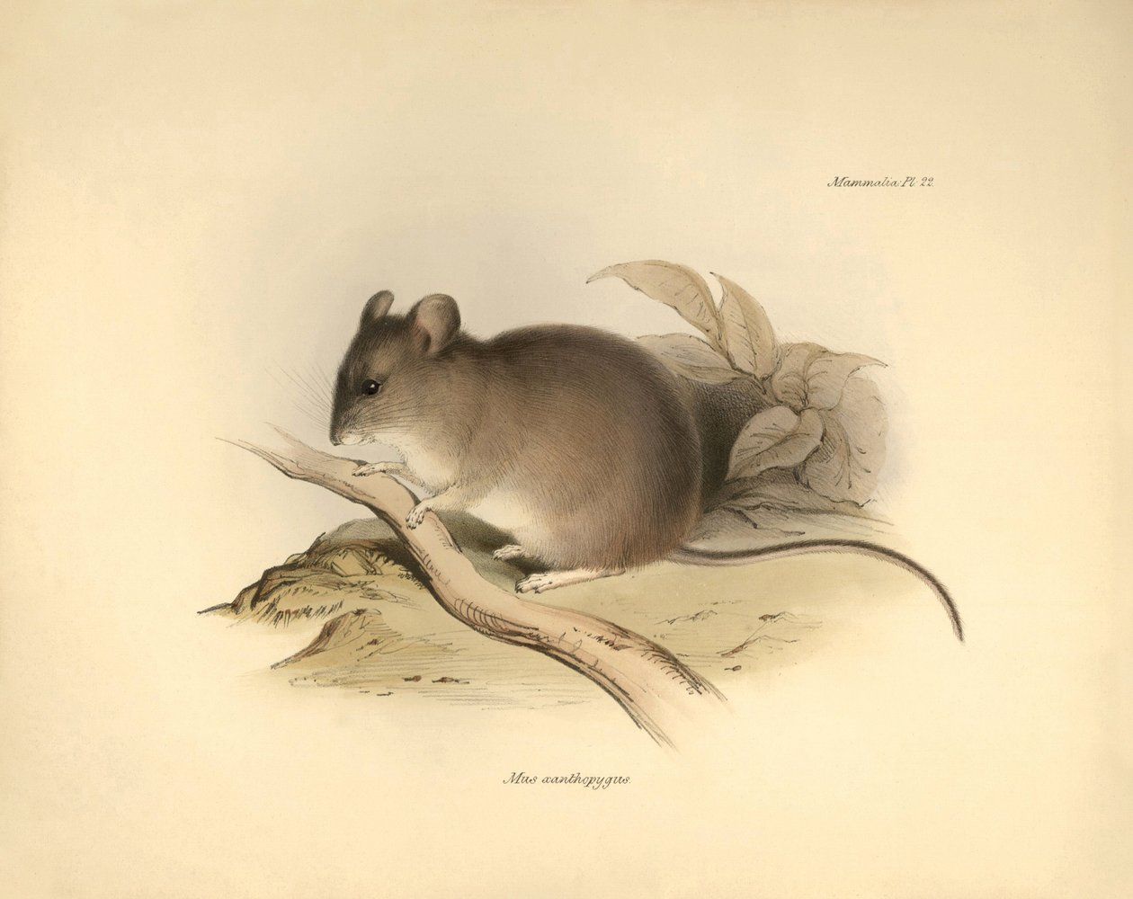 Zoología: el "Mus xanthopygus" o ratón xanthopygus descrito por Charles Darwin durante su viaje de exploración a bordo del Beagle. Lámina de "The Zoology of the voyage of H.M.S. Beagle under the command of Captain Fitzroy during the years 1832 to 1836 e de Unbekannter Künstler