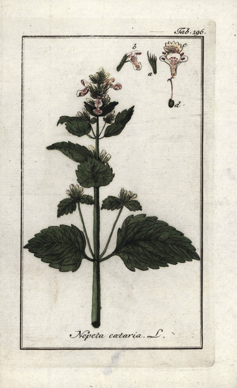 Cataria o menta de gato (Nepeta cataria). Litografía de "Afbeelding der Artseny-Gewassen" de Johannes Zorn (1739-1799), Países Bajos. de Unbekannter Künstler