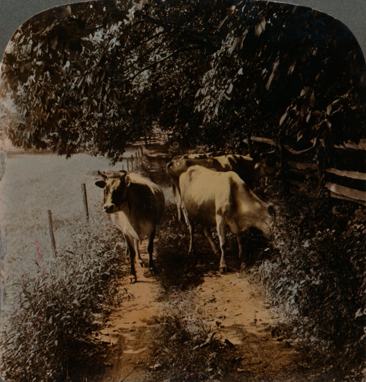 Vacas volviendo a casa por el camino a la hora de ordeñar, c1900 de Underwood and Underwood