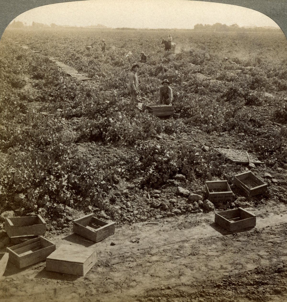 Secado de pasas, Fresno, Valle de San Joaquín, California, EE.UU. de Underwood and Underwood