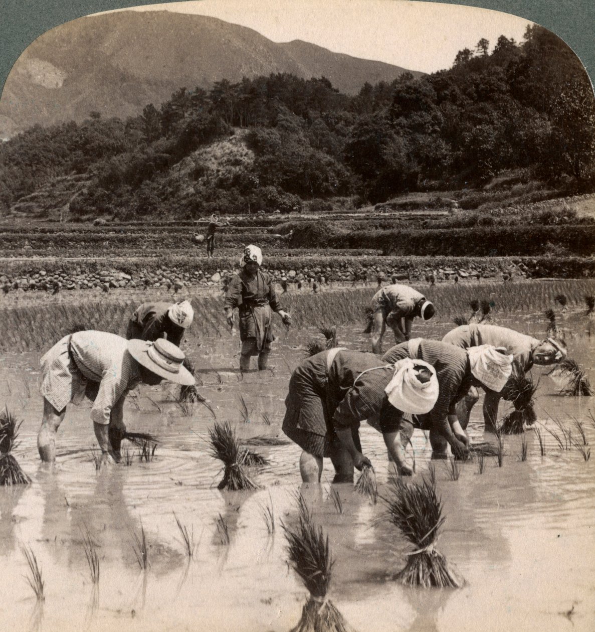 Trabajadores agrícolas trasplantando brotes de arroz cerca de Kioto, Japón, 1904 de Underwood and Underwood