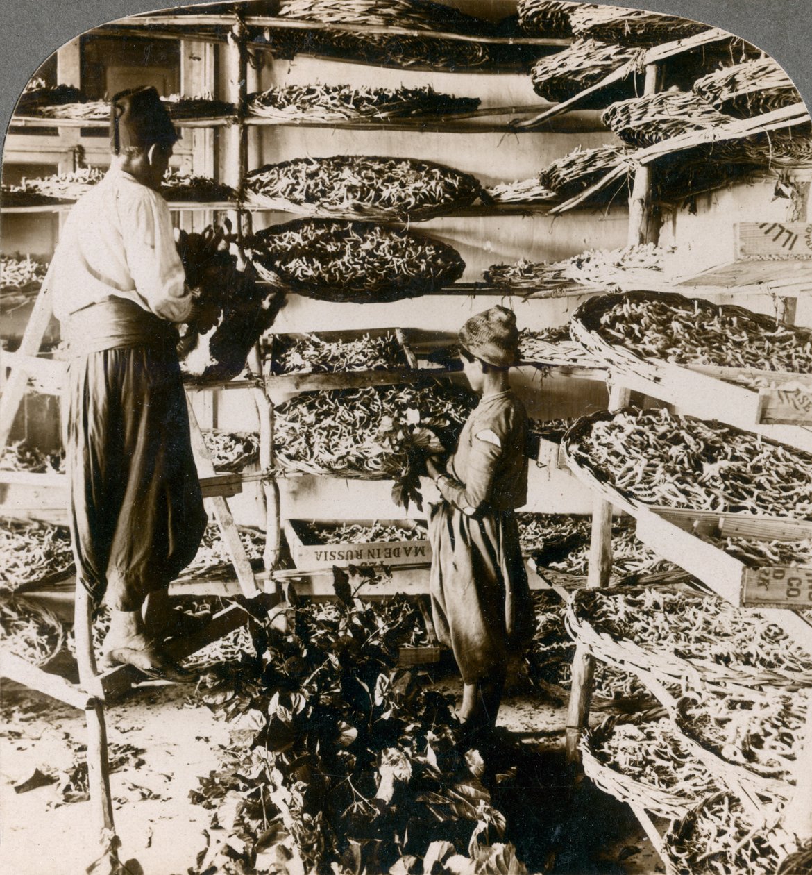 Alimentando gusanos de seda con su desayuno de hojas de morera, montañas del Líbano, Siria, 1900s de Underwood and Underwood