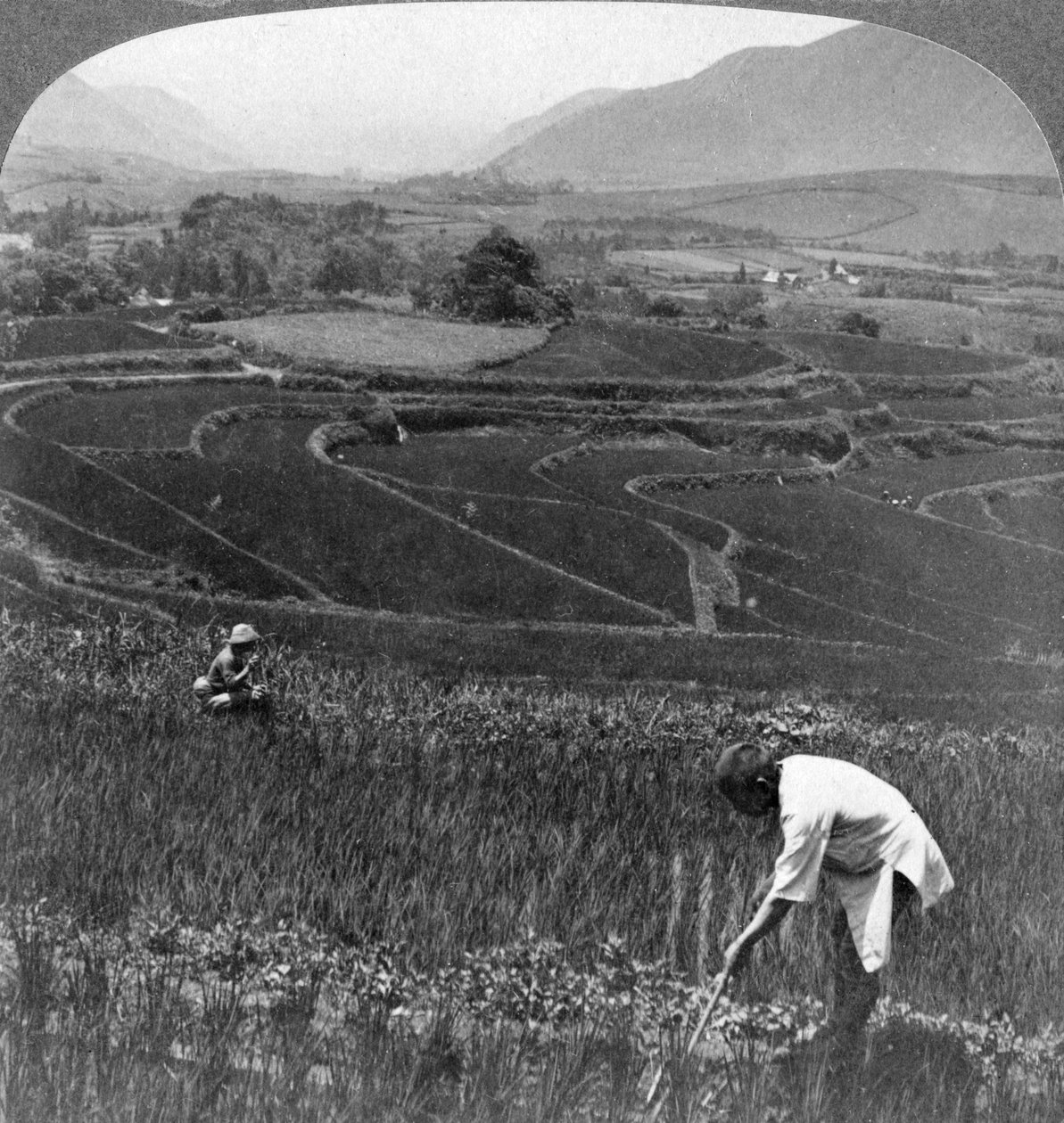 Campos de arroz fértiles en el antiguo cráter de Aso-San, Japón, 1904 de Underwood and Underwood