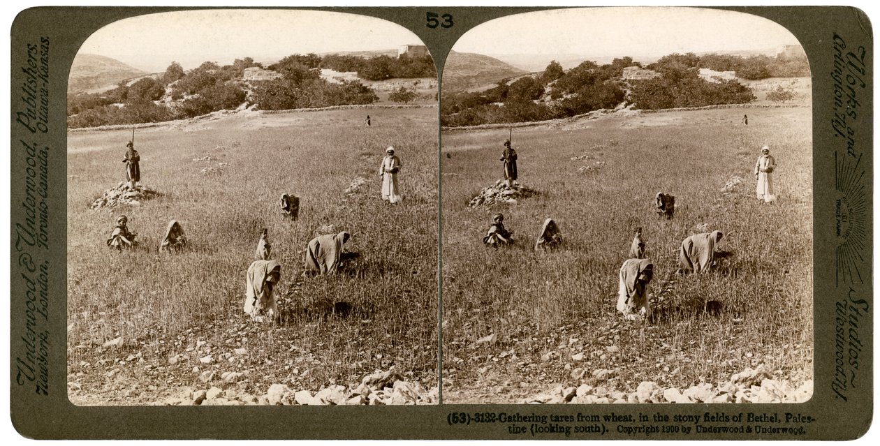 Recogiendo cizaña del trigo en los campos pedregosos de Betel Baytin, Palestina, 1900 de Underwood and Underwood