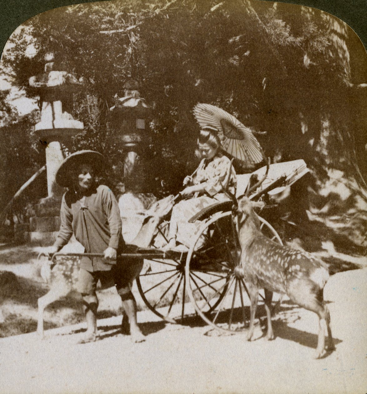 Niña alimentando ciervos sagrados en su camino a las oraciones, terrenos del Templo Kasuga, Nara, Japón, 1904 de Underwood and Underwood