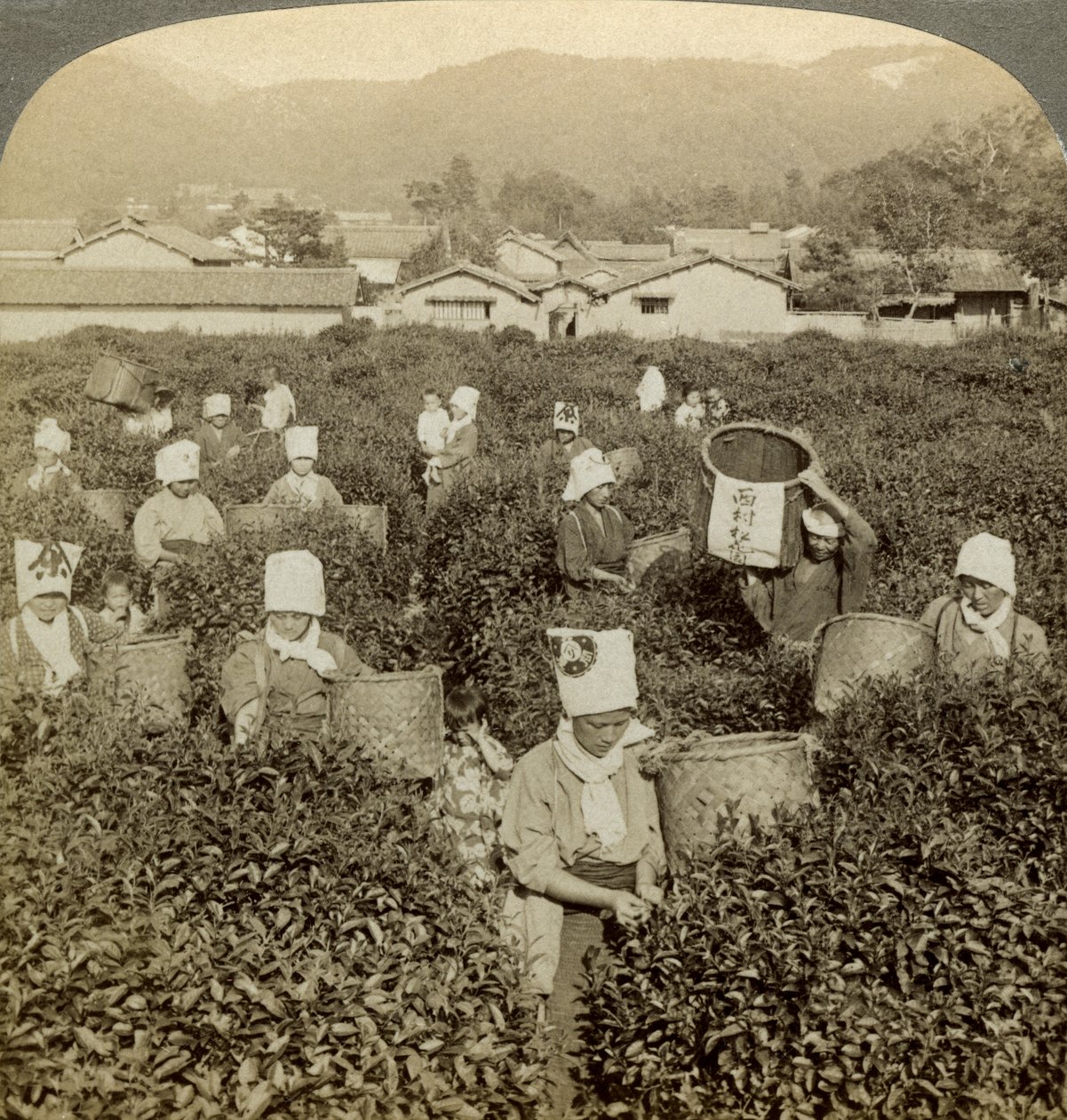 Niñas recogiendo té, Uji, Japón de Underwood and Underwood
