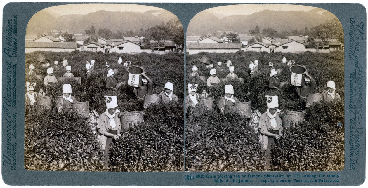 Niñas recogiendo té en la famosa plantación de Uji, Japón, 1904 de Underwood and Underwood