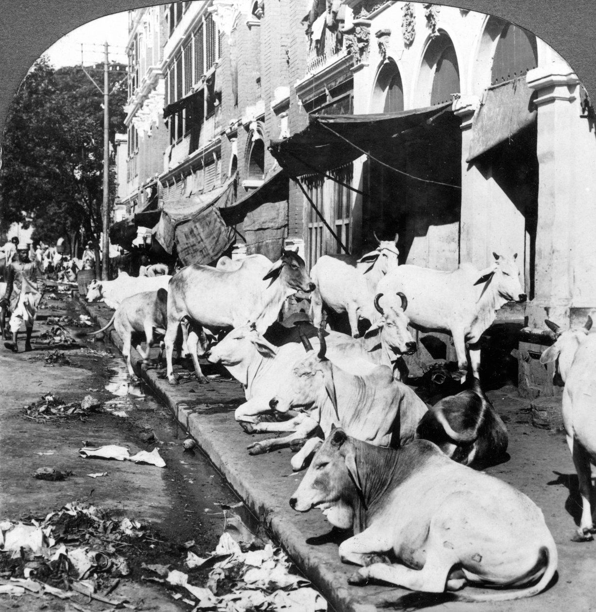 Cómo las vacas hindúes disfrutan de la vida en Harrison Street, Calcuta, India, 1900s de Underwood and Underwood