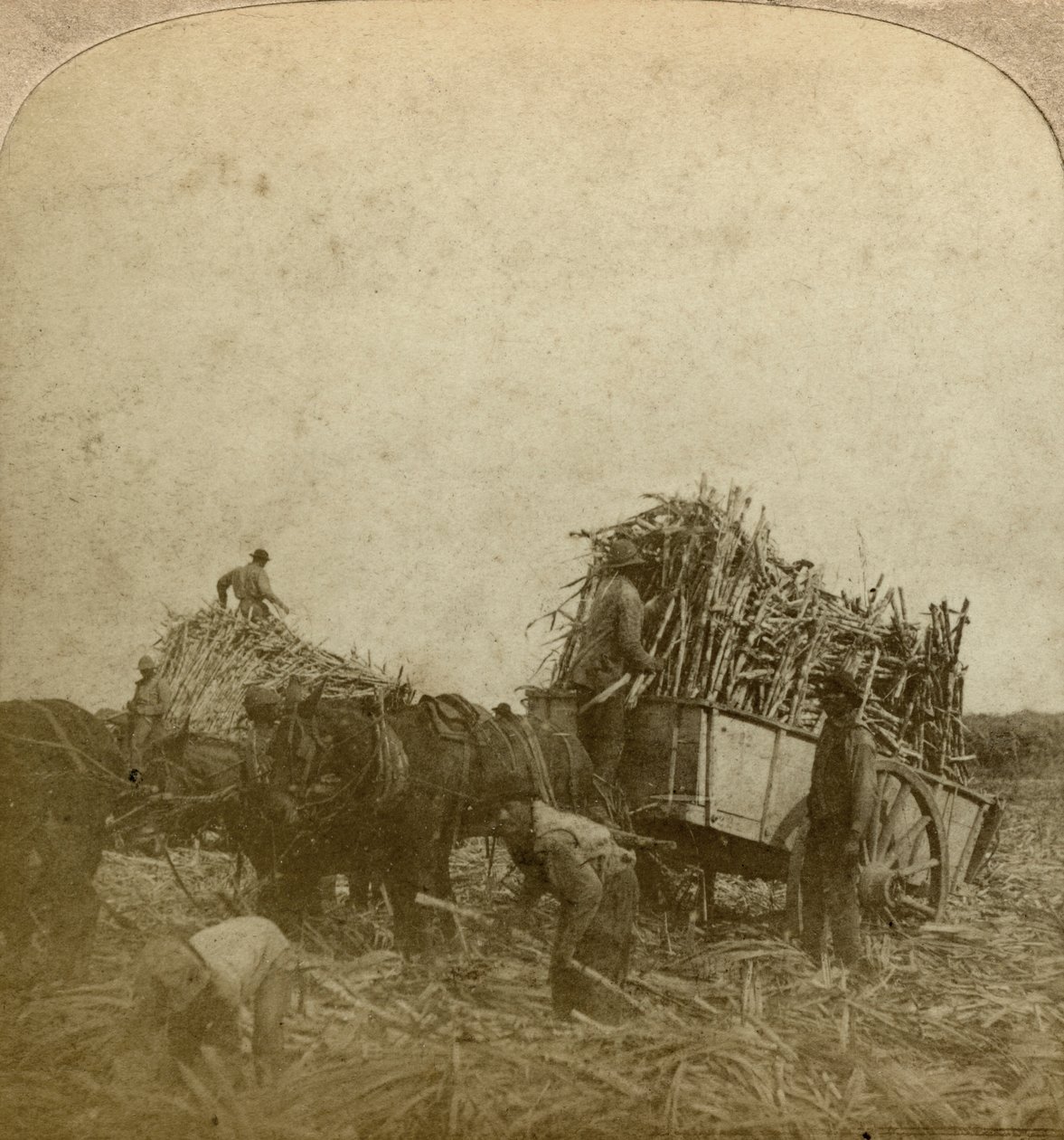 Cargando caña, plantación de azúcar, Luisiana, EE.UU. de Underwood and Underwood