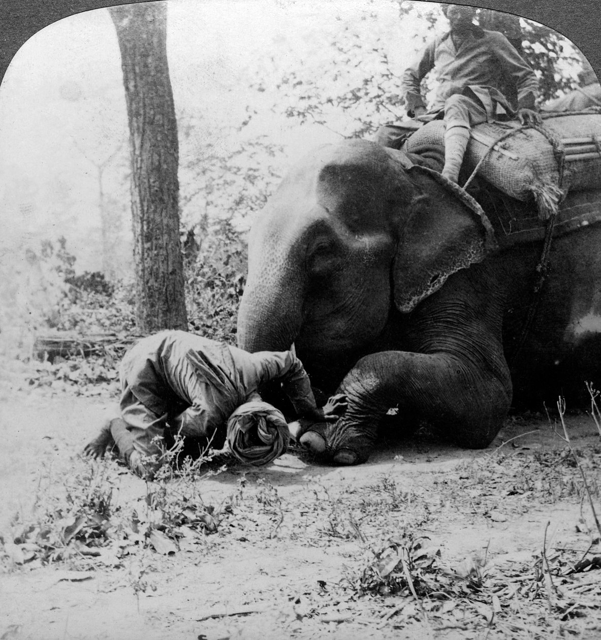 Mahout quitando una espina del pie de un elefante, caza de tigres en Behar, India, c. 1900s de Underwood and Underwood