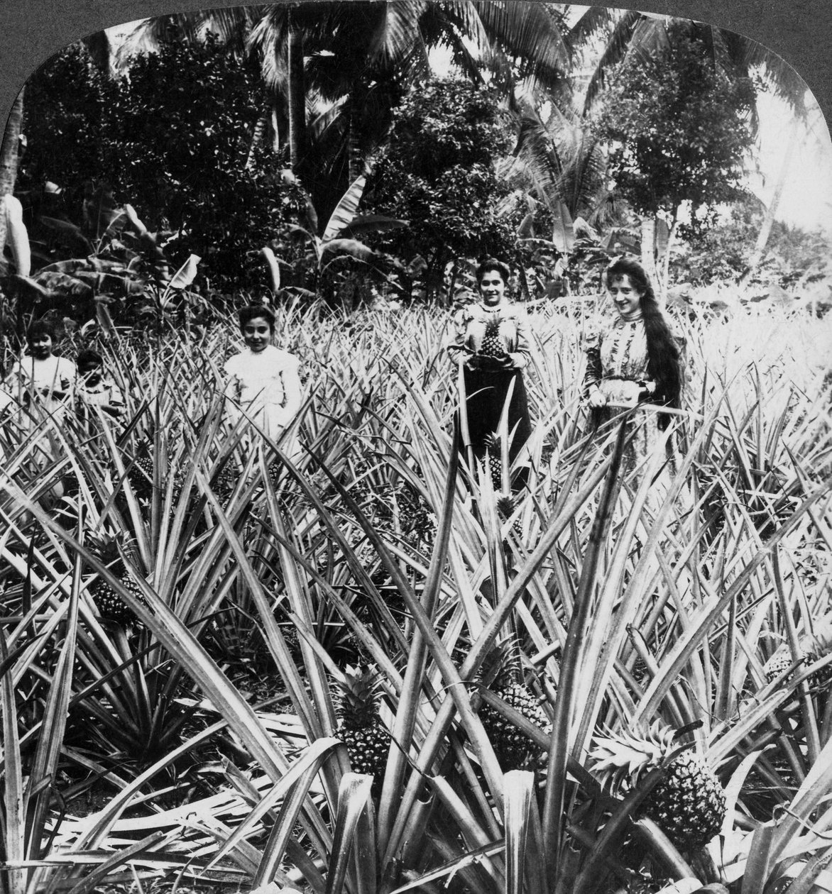 Campos de piña, Mayagüez, Puerto Rico de Underwood and Underwood