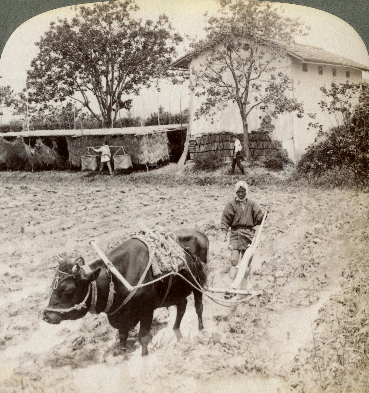 Arando terreno inundado para la siembra de arroz, al norte de la carretera principal en Uji, cerca de Kioto, Japón, 1904 de Underwood and Underwood