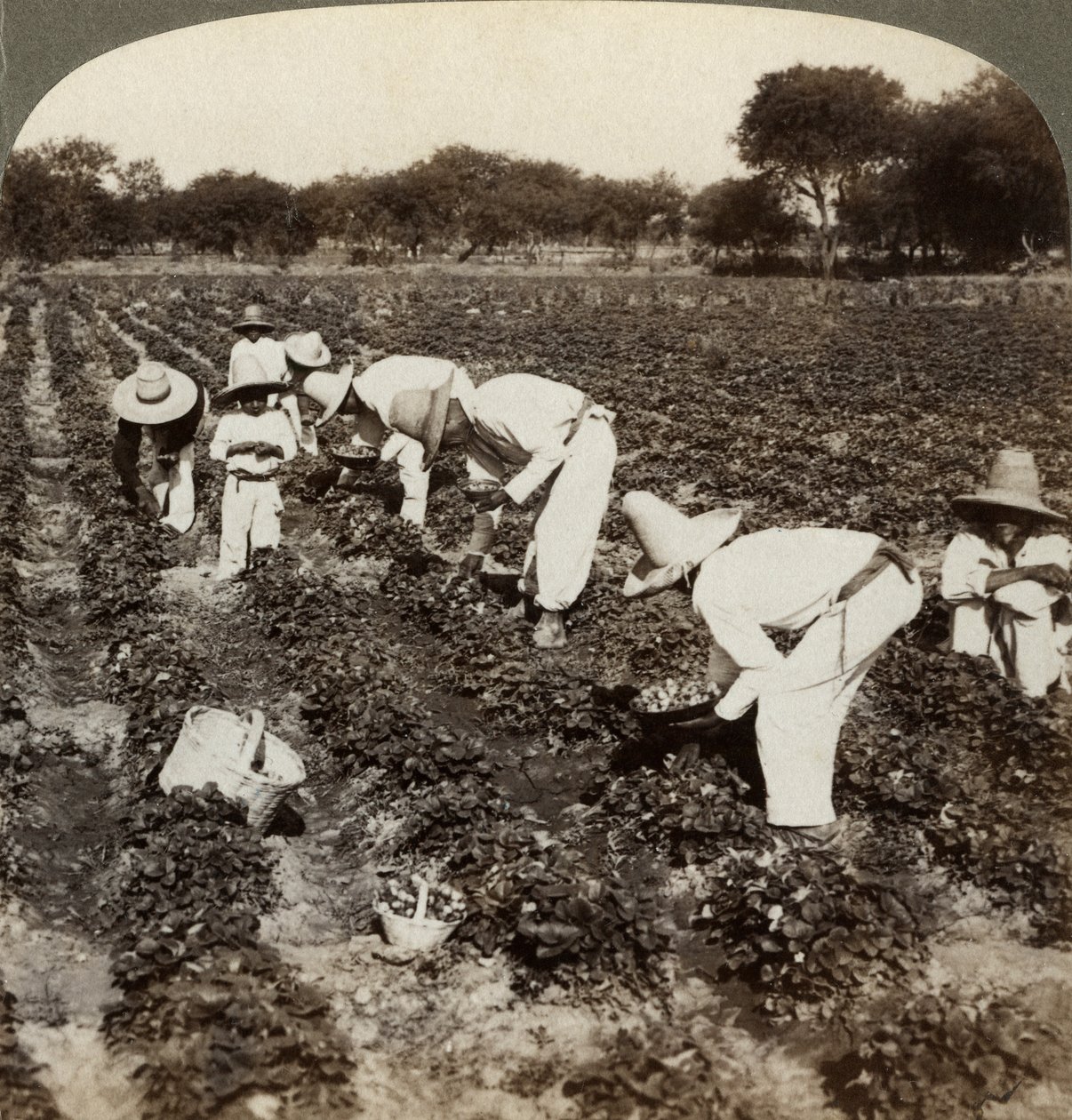 Campo de fresas, Irapuato, México de Underwood and Underwood