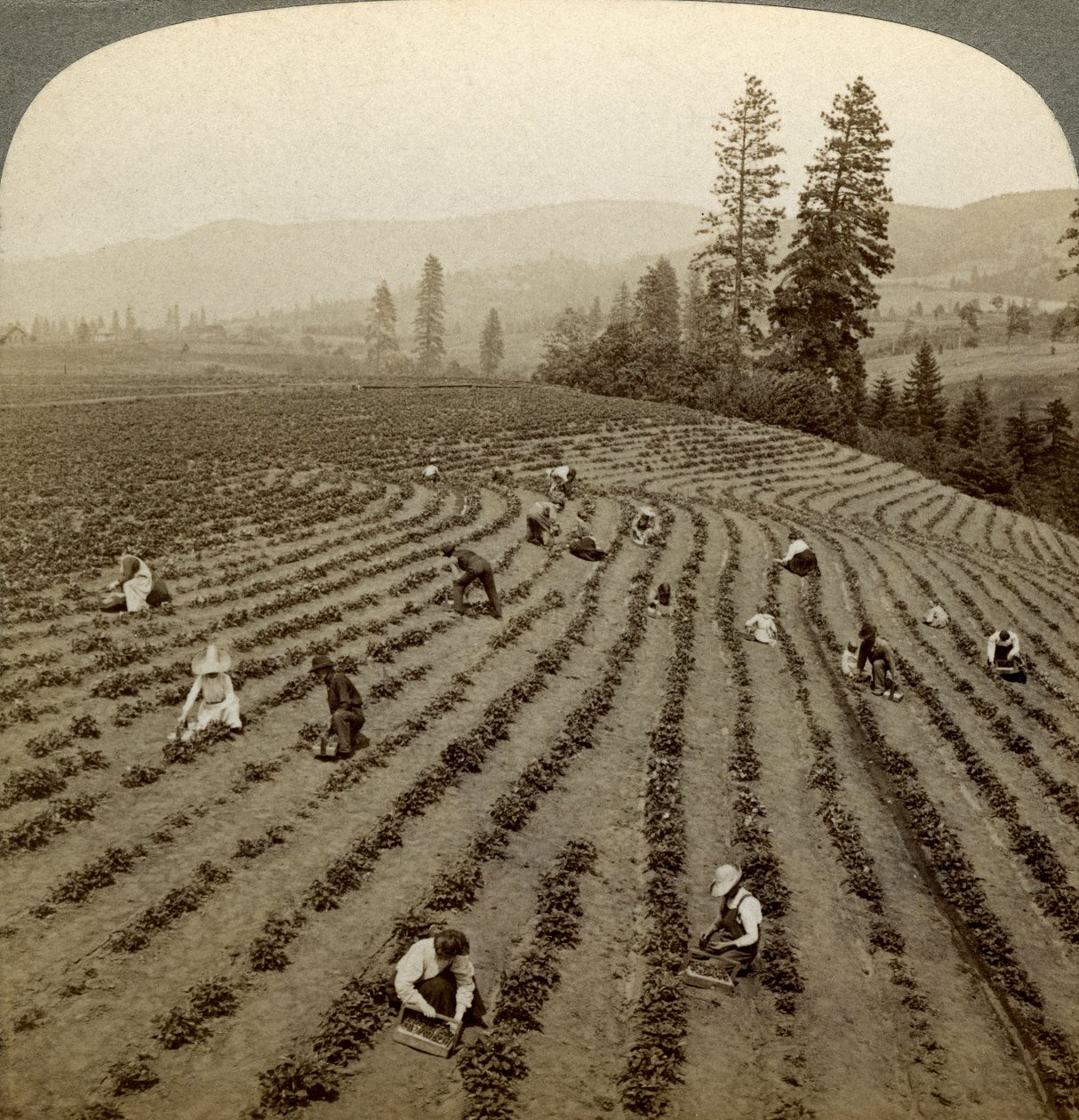 Recolección de fresas, Cedar Creek Farm, Hood River Valley, Oregón, EE.UU. de Underwood and Underwood