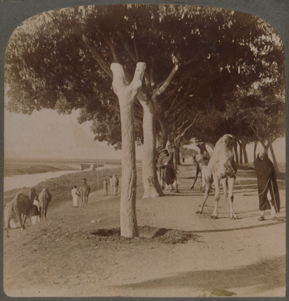 El Camino a las Pirámides, Egipto, 1896 de Underwood and Underwood