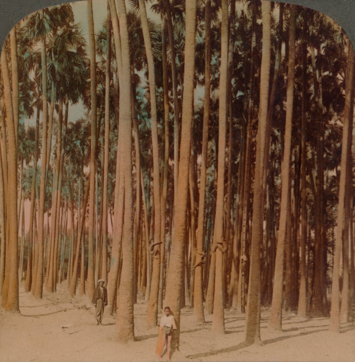 Palmeras Toddy de 100 pies de altura, Pagan, Birmania, 1907 de Underwood and Underwood