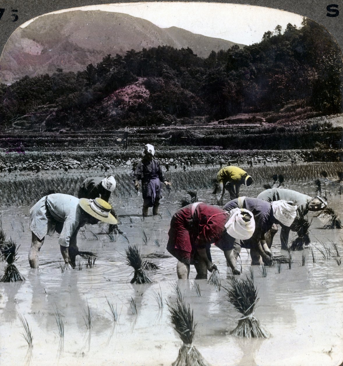 Trasplante de arroz en un campo de arrozal, Japón, 1904 de Underwood and Underwood