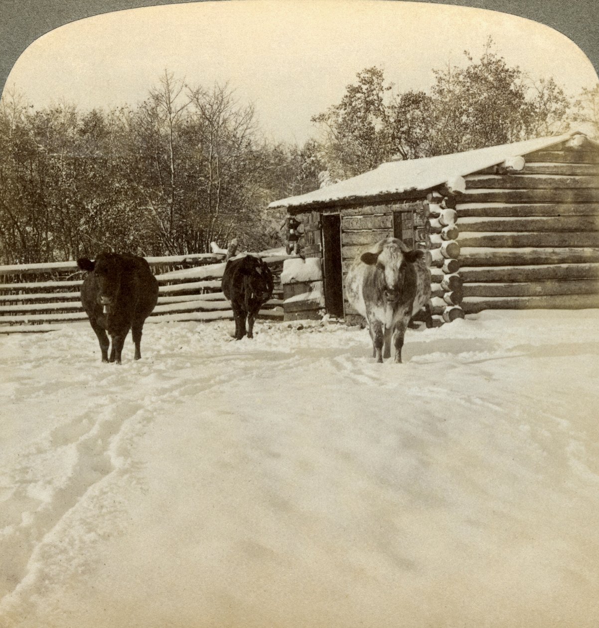 Invierno en un rancho, Montana, EE.UU. de Underwood and Underwood