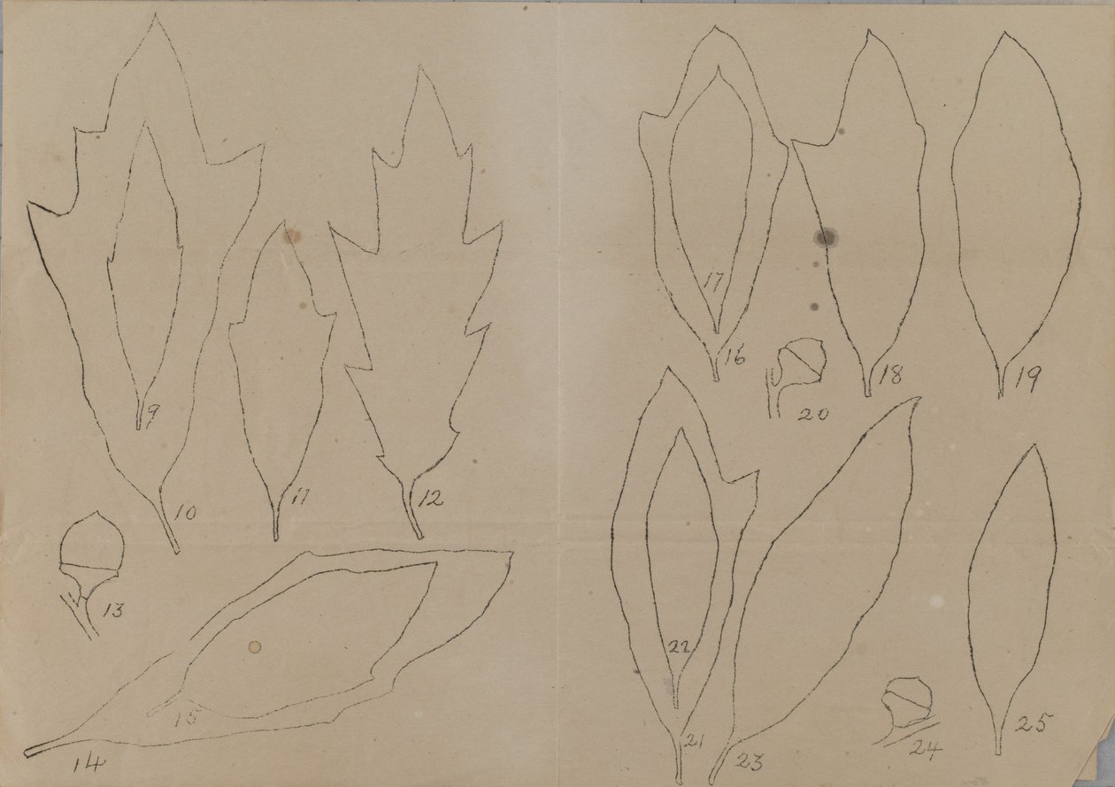 Estudio de las formas de las hojas de Unidentified