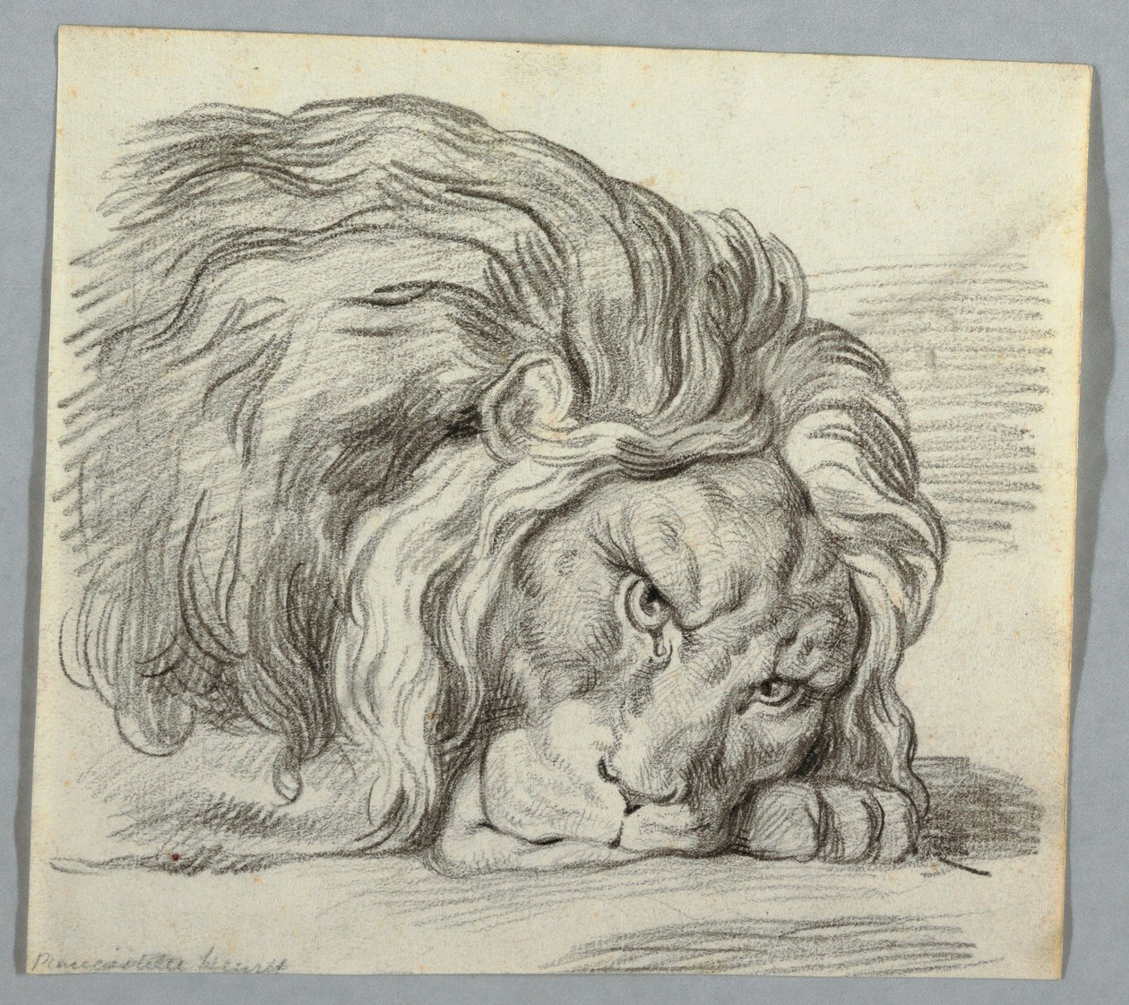 Dibujo, Estudio de un león de Unknown
