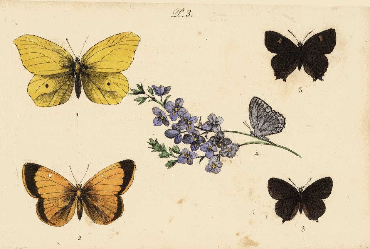 Limonera común, Gonepteryx rhamni 1, amarillo nuboso, Colias croceus 2, cola marrón, Thecla betulae 3, azul de Meleager, Polyommatus daphnis 4, y cola negra, Satyrium pruni 5 de Unknown