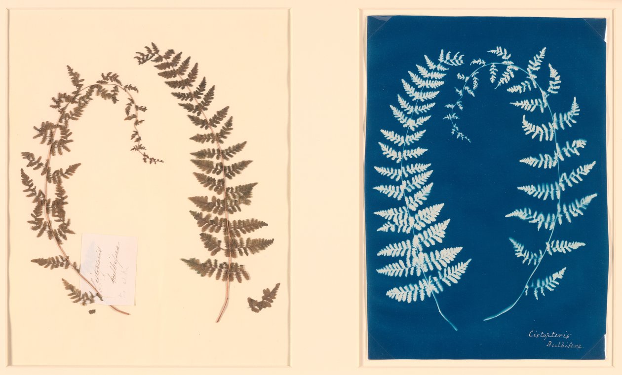 Del álbum Hatton Fern de Unknown