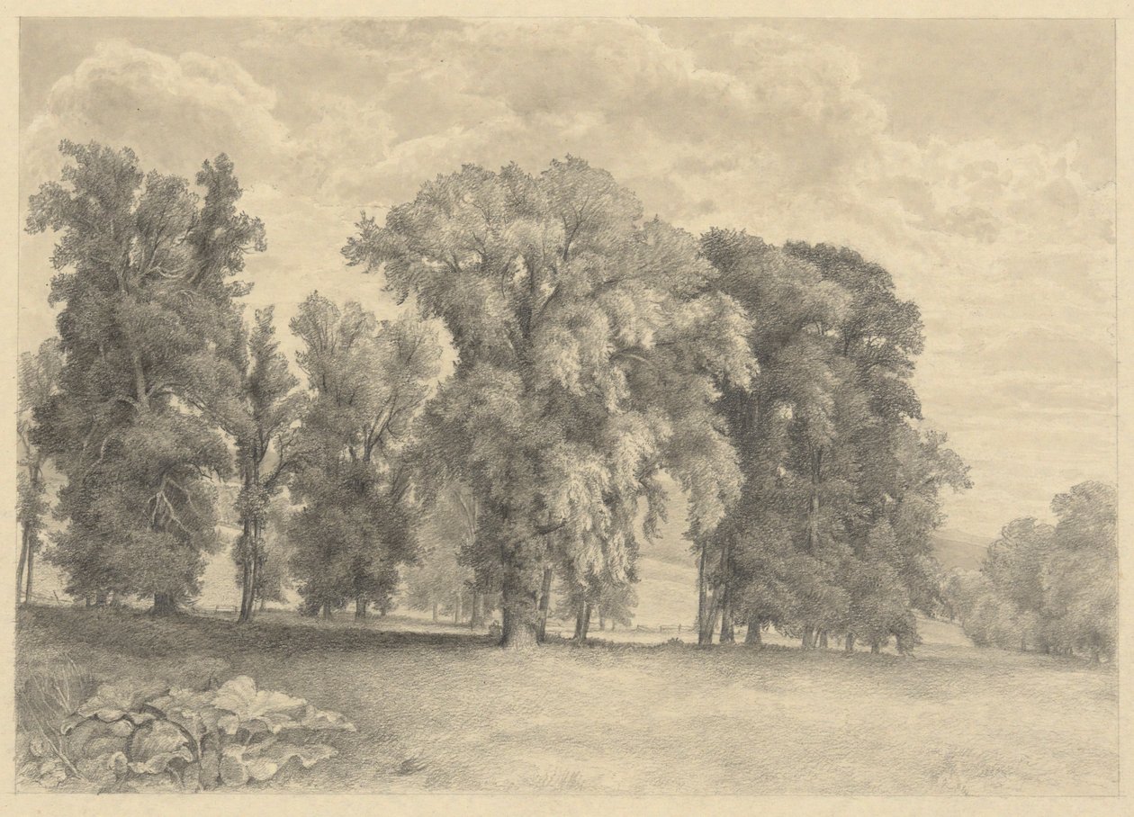 Prado y árboles de Unknown