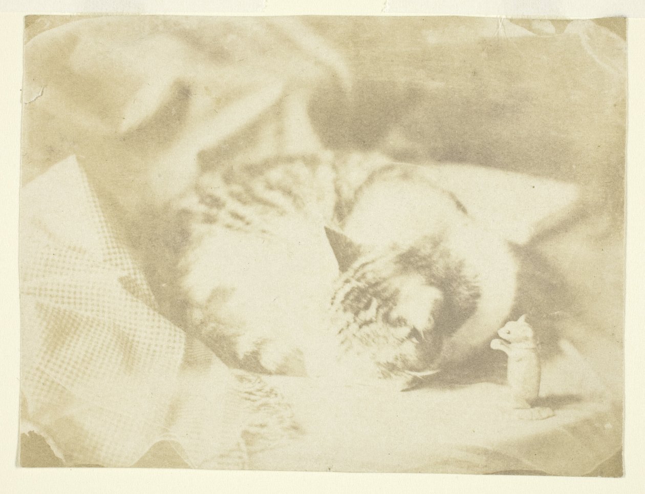 El gato de la Sra. Craik de Unknown