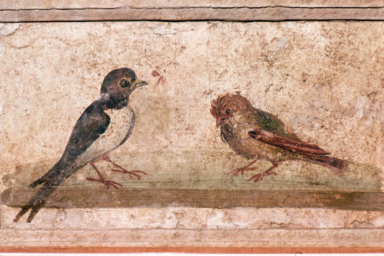 Golondrina y gorrión, pintura mural romana de Boscoreale cerca de Pompeya, siglo I de Unknown