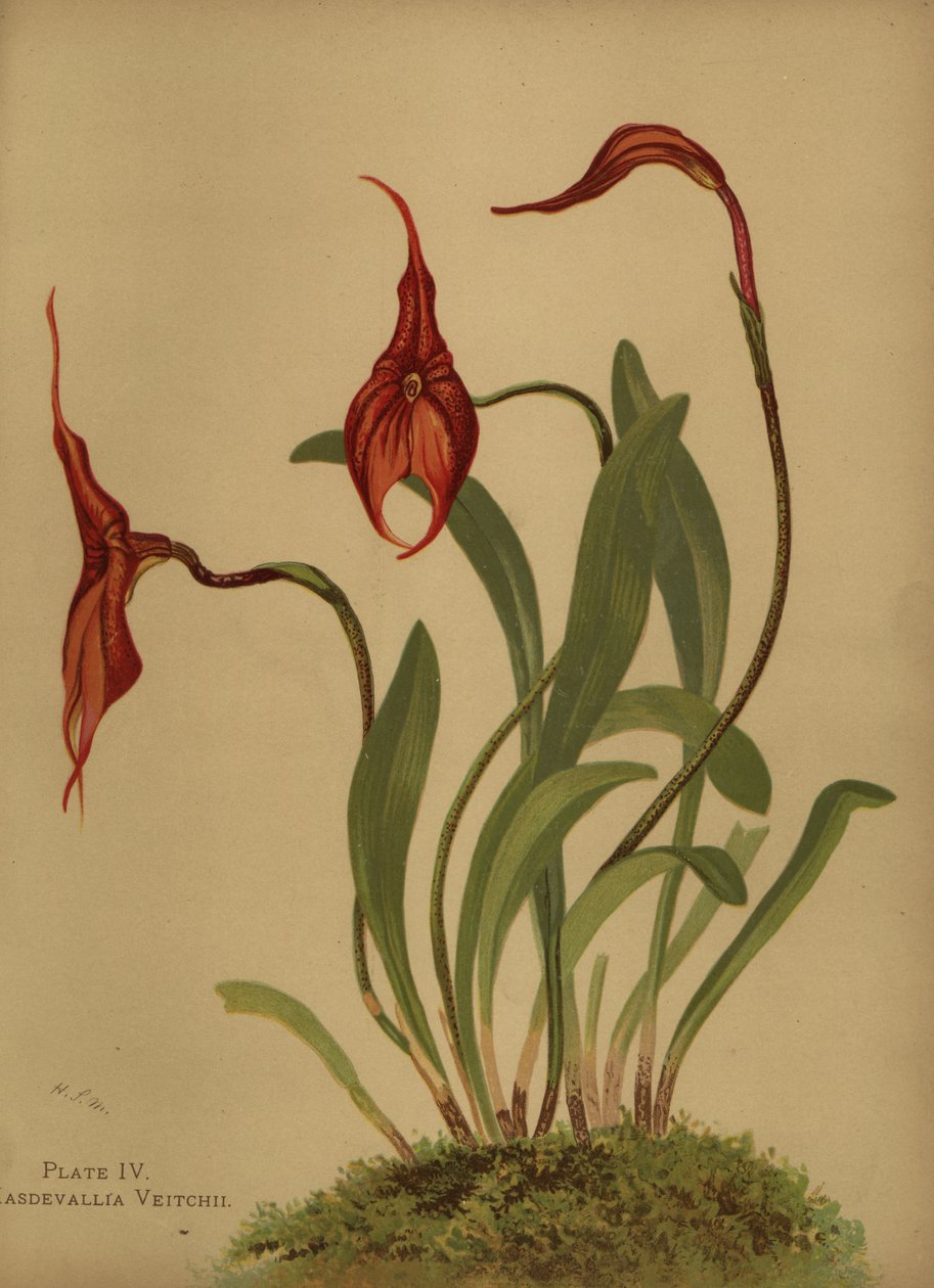 Masdevallia de Veitch o rey de las masdevallias, Masdevallia veitchiana de Unknown