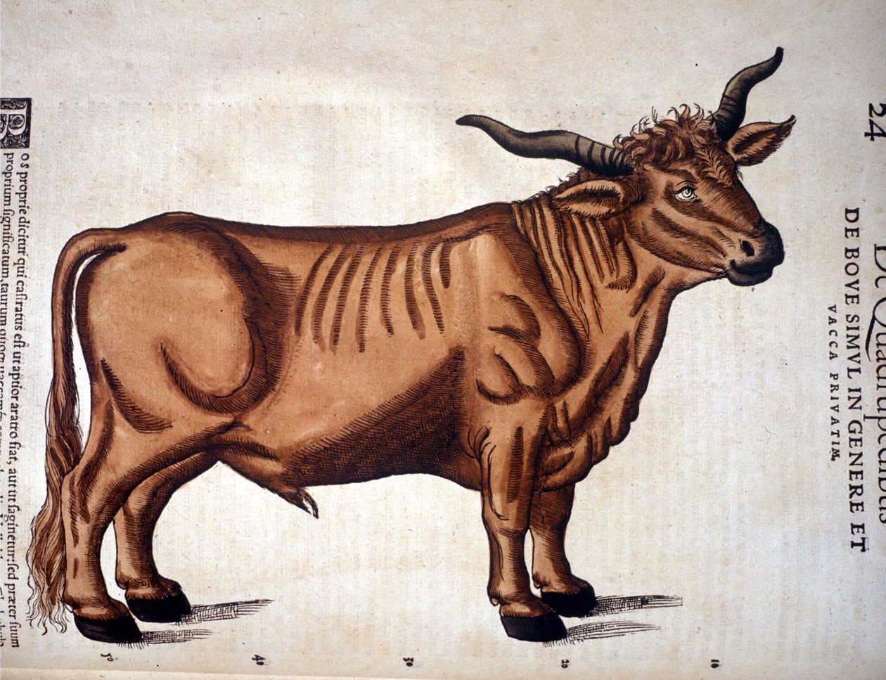 Un buey según la Historia Animalium de Conrad Gesner, Tiguri 1560. Biblioteca nazionale Braidense. Milán de Unknown artist