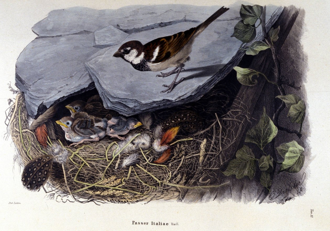 Un tablero que representa un pájaro común (o gorrión) cerca de su nido de Unknown artist