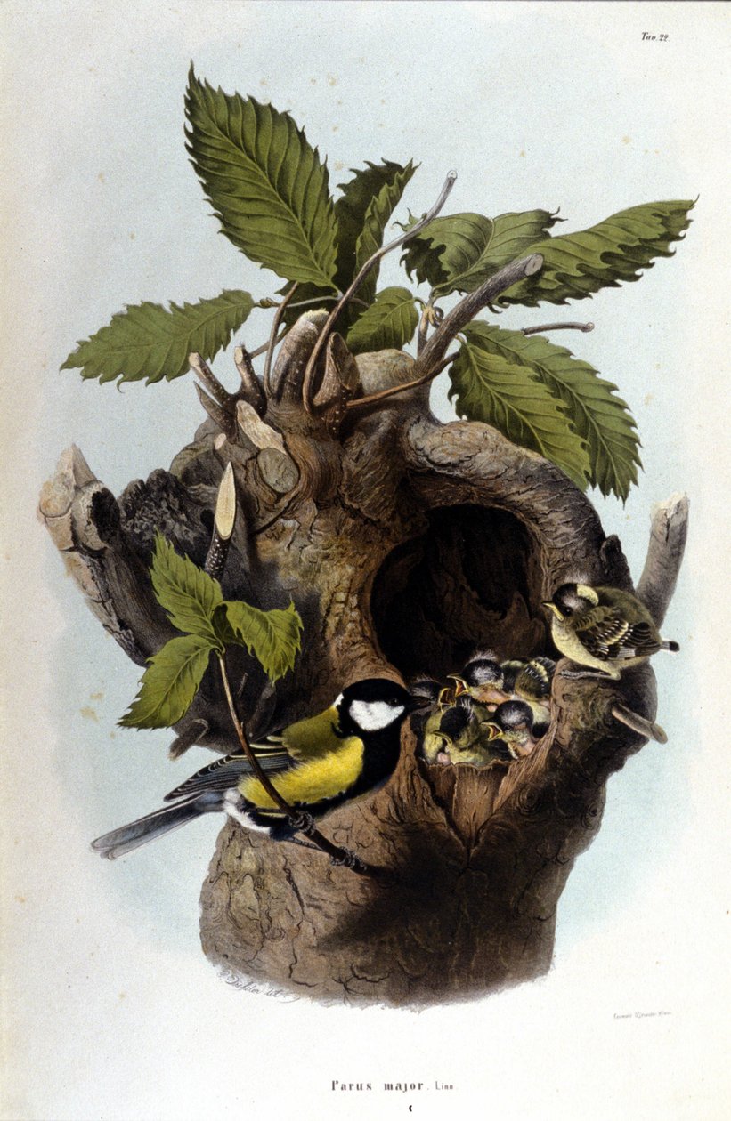 Tabla que representa un pájaro común (o gorrión) cerca de su nido. de Unknown artist