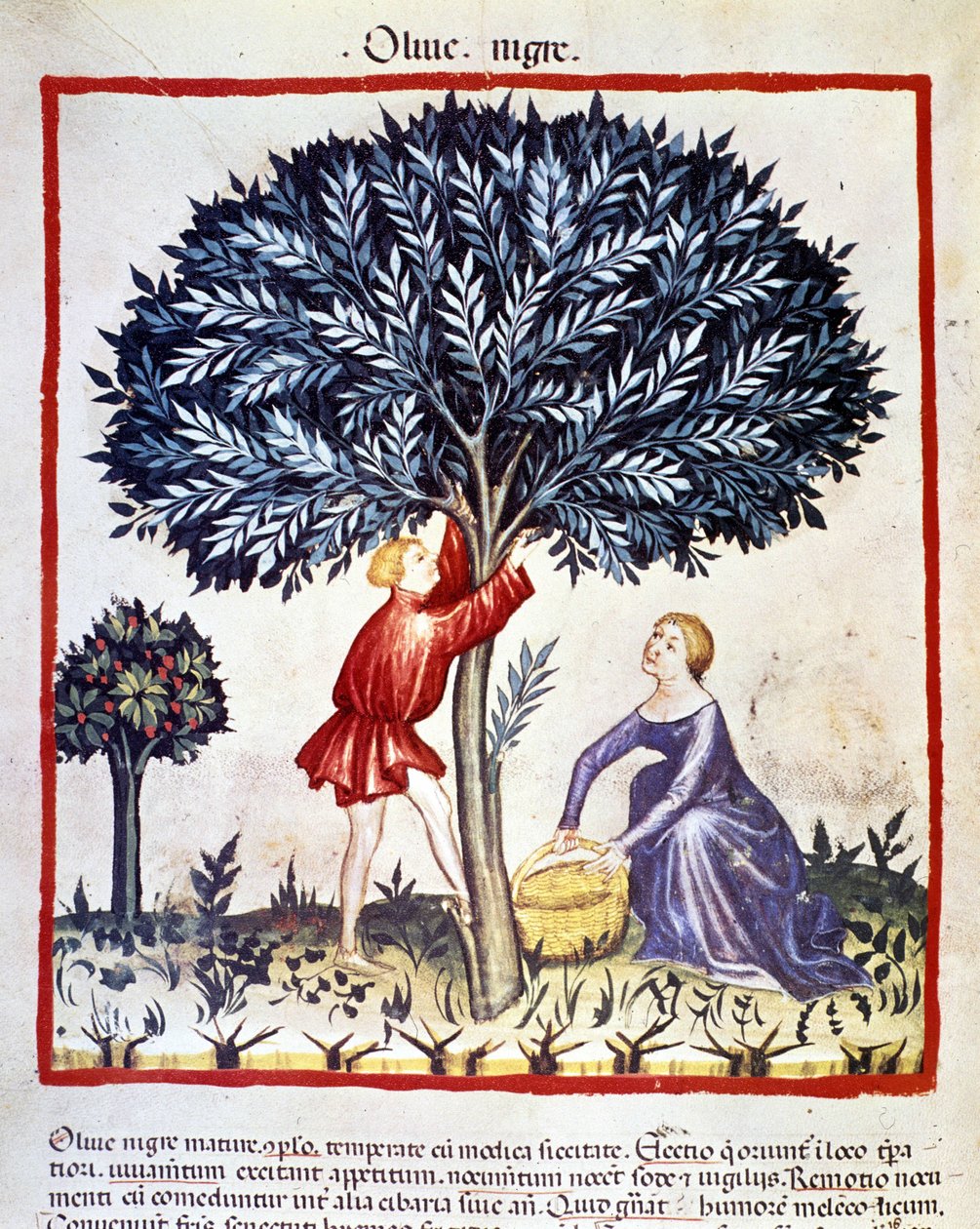 Un hombre sube a un olivo para recoger aceitunas negras. Iluminación del libro de medicina y dietética "Tacuinum sanitatis" de Unknown artist