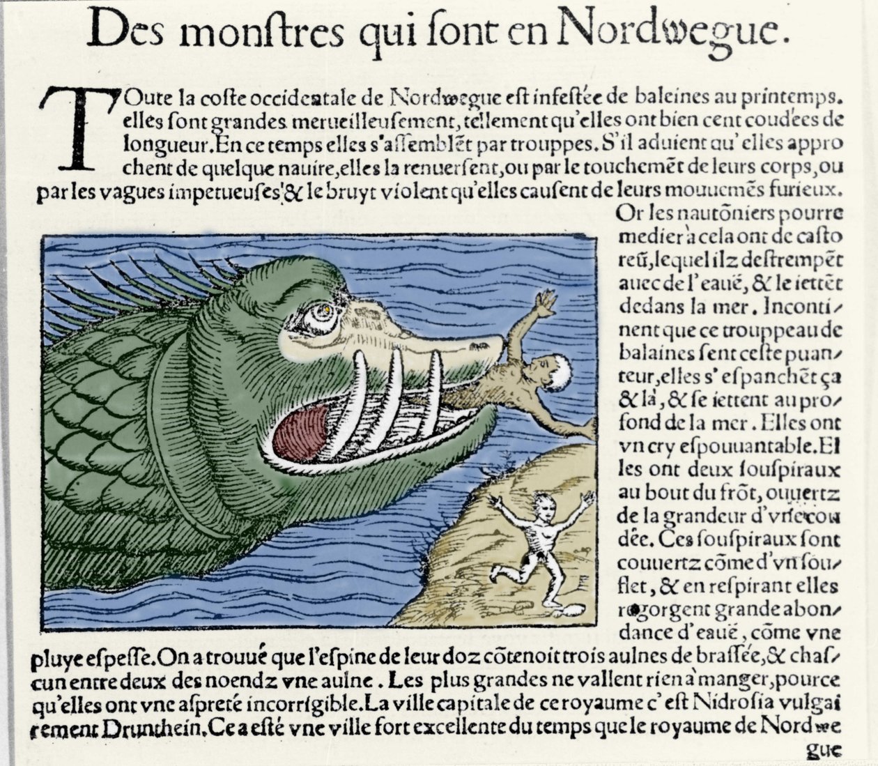 Un monstruo marino ataca a un nadador cerca de la costa de Noruega. Grabado de Olaus Magnus, “Historia de Gentis Septentrionalibus”, Venecia de Unknown artist
