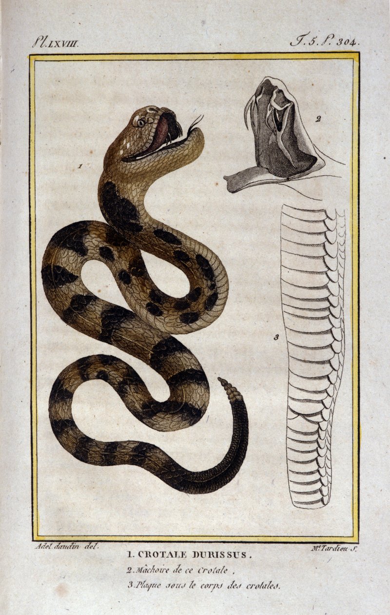 Una serpiente de cascabel. Lámina tomada de un Tratado de Historia Natural de “Obras de Buffon” por el naturalista Georges Louis Leclerc, Conde de Buffon (1707 - 1788). Siglo XIX de Unknown artist